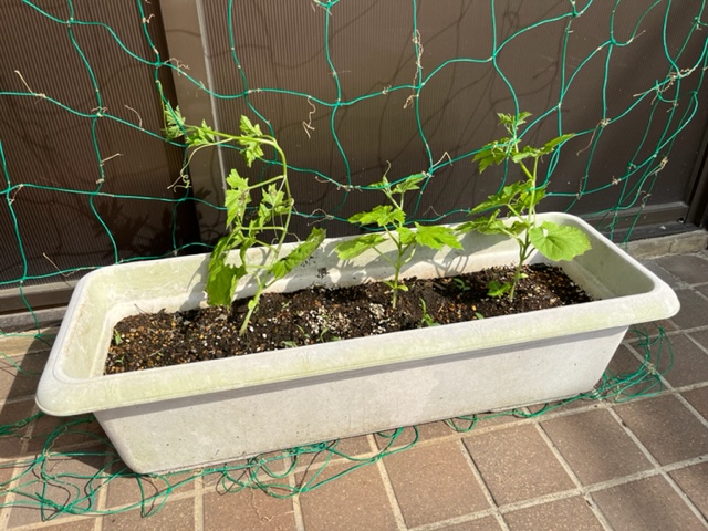 ゴーヤの苗が、窓に張られた緑色のネットを這うように伸び始めており、若く青々とした葉を付けている写真