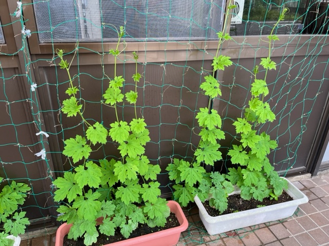 茶色と白の二つのプランターで育てられているゴーヤのツルが、窓に張られた緑色のネットを這うように伸び、若くて青々とした葉をつけている写真