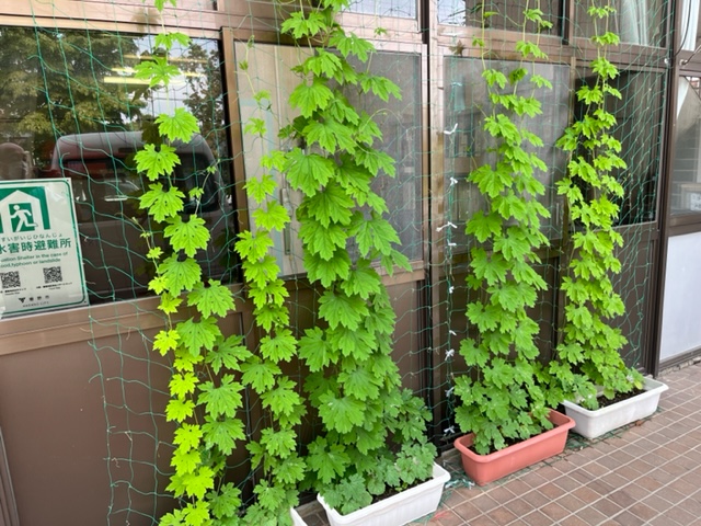 細長いプランターで育てられたゴーヤのツルが、窓に張られた緑色のネットを伝って上へ伸びており、葉はまだ若く青々としている写真