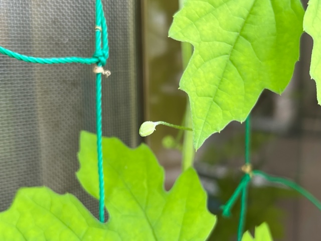若葉が生い茂るゴーヤのツルに、まだ開ききっていない小さな白い花芽が確認できる、緑のカーテンをクローズアップした写真