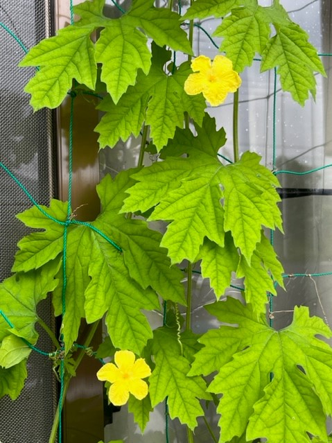 青々とした大きな葉を多数つけ、黄色い花が咲いているゴーヤのツルが、窓辺に張られた緑色のネットに絡まっている様子を撮影した写真