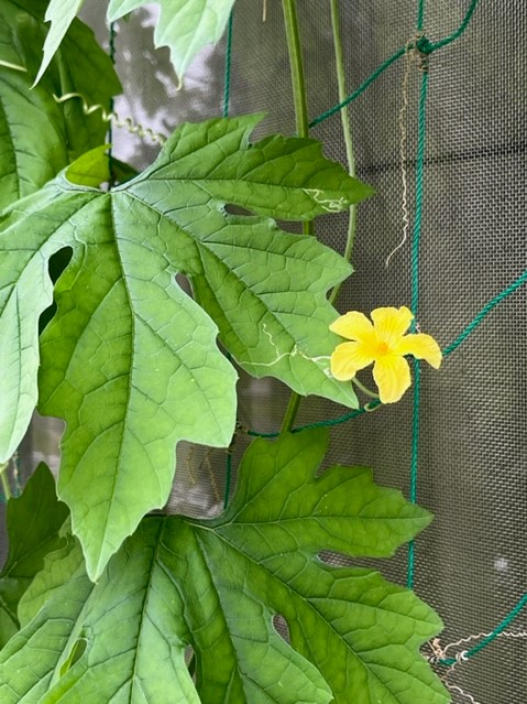 大きな葉を広げたゴーヤのつるがネットに絡まっており、その中には黄色い小さな花が一輪咲き、葉には白い筋のような跡が見られる写真