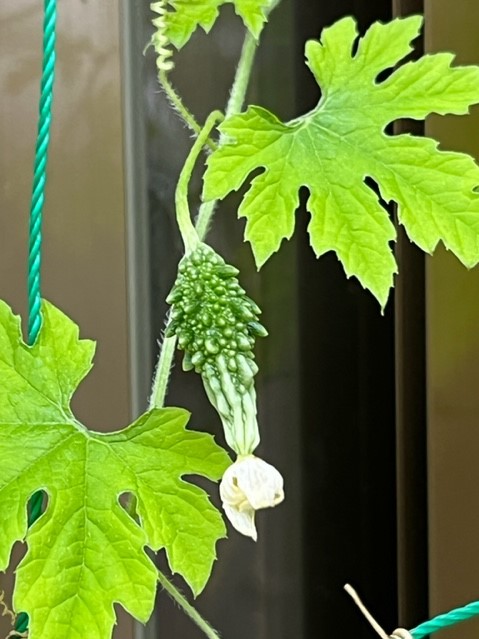 ネットに絡まるゴーヤのツルに、まだ若い小さなゴーヤの実がぶら下がっており、先端にはしぼんだ白い花が付いている写真