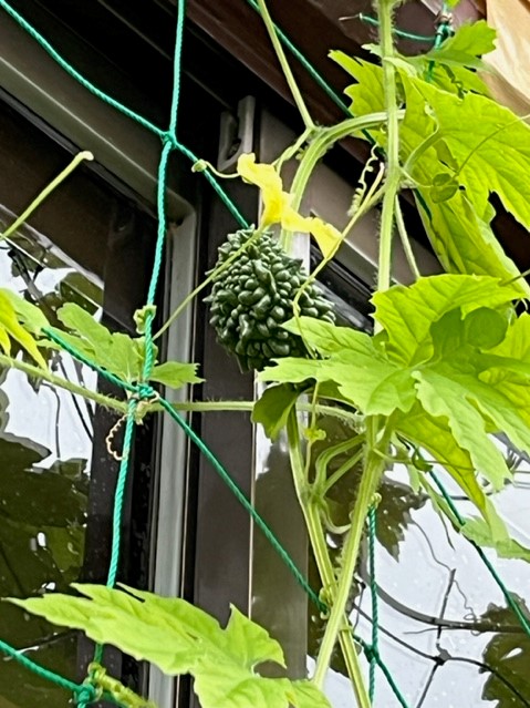 窓の外のネットに絡まるゴーヤのツルに、まだ若い緑色の実がぶら下がっており、その上には黄色い花が咲いている写真