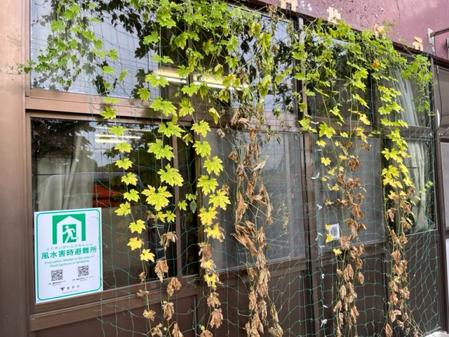 窓全体に緑のカーテンとしてゴーヤのツルが伸びているが、葉の半分以上が枯れて茶色く変色している様子の写真