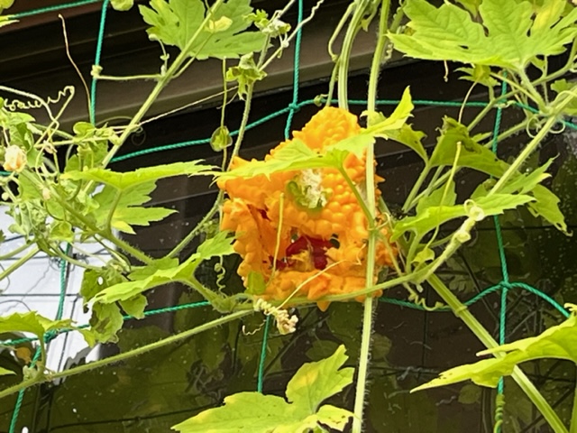 窓辺の緑のカーテンに、熟して黄色くなったゴーヤが縦にぶら下がり、種子が露出して赤くなっている様子の写真