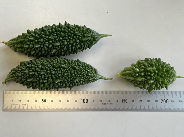 無機質な背景の上に置かれた、表面に突起が多く見られる緑色のゴーヤ3本で、その手前には長さを測るためのステンレス製の定規が置かれている写真