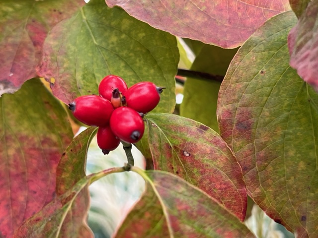 鮮やかな赤い実が房状にぶら下がり、その周囲には赤く色づき始めた葉が何枚も見られる、秋の植物をクローズアップして撮影した写真