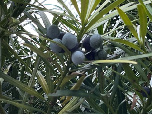 細長い葉が多数生い茂る中、房状に集まった青みがかった黒い実が確認できる、植物をクローズアップして撮影した写真