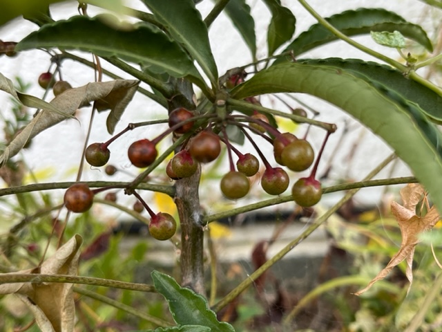 茶色がかった緑色の葉の間から、赤茶色や緑色の丸い実が房状にぶら下がっており、茎には白い糸のようなものが付着している様子を捉えた植物の写真