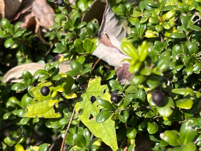 ツヤのある濃い緑色の葉と、数個の小さな黒い実をつけた植物で、周囲には枯れた落ち葉が散乱している写真