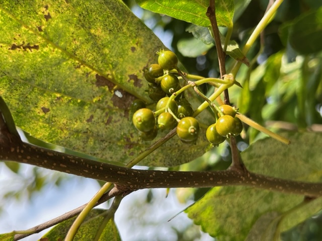 薄い斑点のある大きな葉と、複数の小さな緑色の実が房状についている植物を、下から見上げるように撮影した写真
