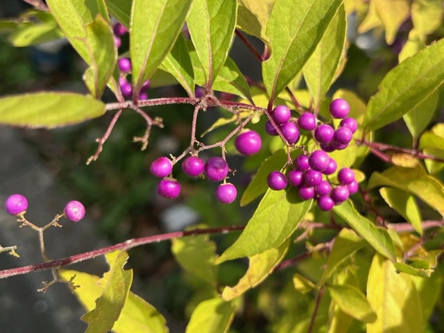 秋らしい黄緑色の葉の間から、ブドウのような房状に多数の鮮やかな紫色の小さな実がぶら下がっているムラサキシキブの写真