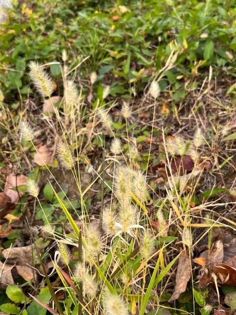 野原に生えたイネ科のエノコログサの群生で、光を浴びたフワフワした穂が上向きに多数伸び、周りには枯れた落ち葉や緑の葉が見える写真