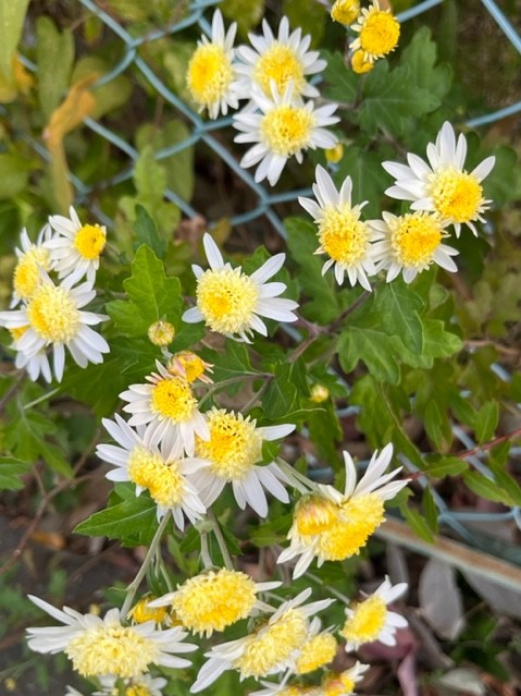 中心部が黄色く盛り上がり、白い花びらを持つキク科の花が多数咲いている写真