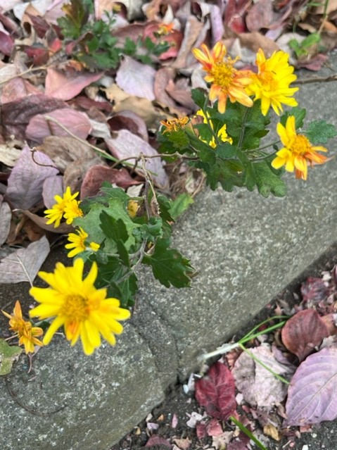 鮮やかな黄色の花が咲き、一部の花びらの先端がオレンジ色になっているキク科の植物の写真
