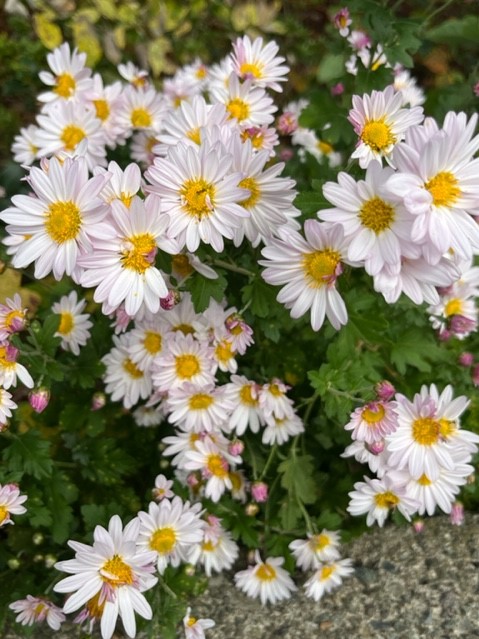 密集して咲く白い花弁と黄色い中心部を持つキク科の花の群生で、花びらの先が細く、ややピンクがかった色合いをしているものもある写真