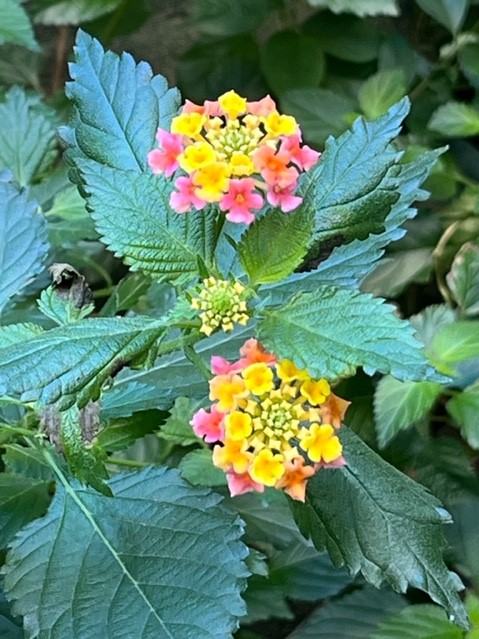 黄やオレンジ、ピンクの小さな花が密集して咲き、中央にはまだつぼみが集まった緑色の花序があり、周りを葉脈がはっきりとした濃い緑色の葉が取り囲んでいるランタナの写真