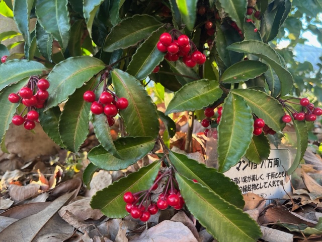 赤い実をつけた緑の葉を持つ常緑低木で、株元には落ち葉が積もっており、手前にはマンリョウと書かれた名札が見える写真