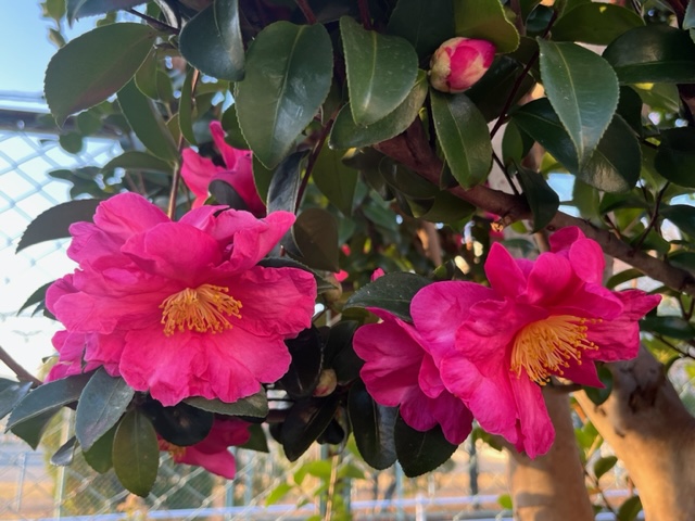 大きく鮮やかなピンク色の花弁と、中央に黄色い雄しべを持つツバキの花が枝に咲いており、上部にはまだ硬い蕾が見える写真