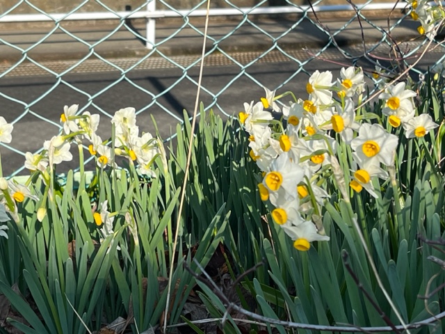 道路沿いの金網フェンスのそばに、白い花弁と黄色の副花冠を持つスイセンの花が群生しており、まだ葉の緑が濃く残っている様子の写真