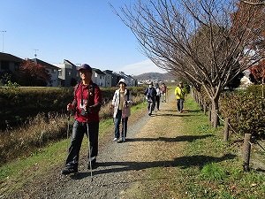 晴れた日の土手沿いの遊歩道で、ポールウォーキング用の杖を持った高齢者達が、手前にいる赤いシャツの男性を先頭に、秋の景色の中を列をなして歩いている様子の写真