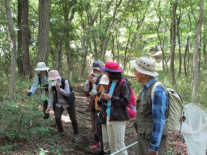 木立の中の土の道を、帽子と軽装の数名の参加者が、しゃがんで植物を観察したり、虫取り網を持って周囲を散策したりしている自然観察会の様子の写真