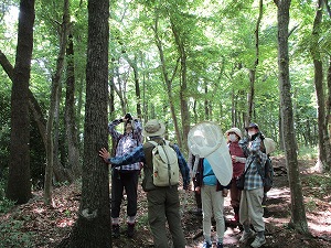 日差しの差し込む木々の茂る森の中で、帽子と軽装の数名の参加者が、一人が双眼鏡で上を見上げたり、虫取り網を持ったりしながら、自然観察を楽しんでいる様子の写真