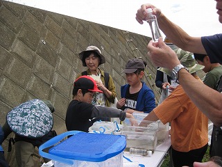 河川敷のような場所のコンクリートの壁を背景に、子供たちと大人が集まり、テーブルの上に置かれた水槽や青い蓋のバケツを使って、採取した生物を観察している写真