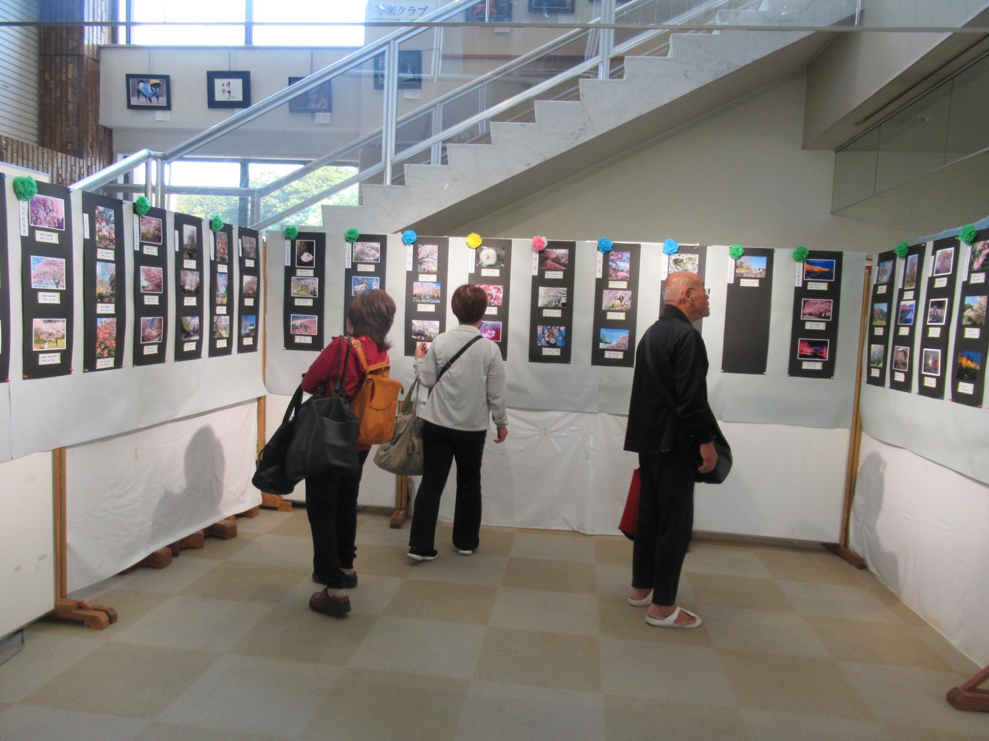 桜の花写真展1