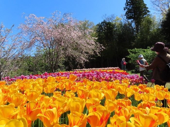 赤・黄・白など色とりどりのチューリップが一面に咲き誇っている花畑の様子を写した写真