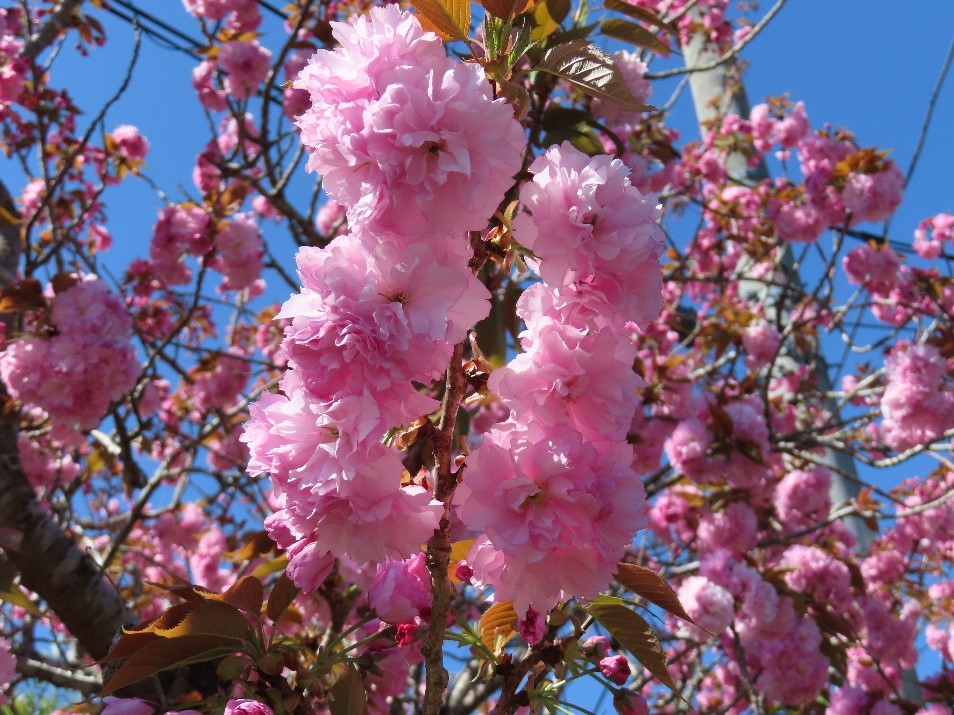 青空を背景に、八重咲きの濃いピンク色のサクラの花が密集して咲き誇る枝を、下から見上げる角度で捉えた春の風景のクローズアップ写真