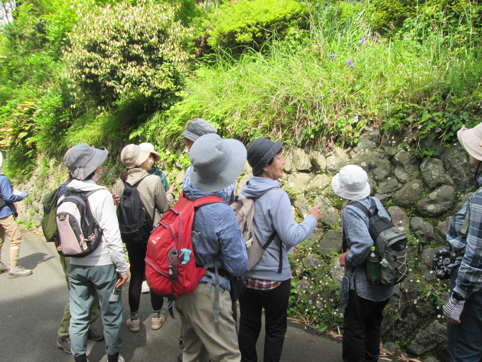 緑が生い茂る山道を、帽子やリュックを身につけた数人が集まり、一人の女性が岩壁の植物について説明しているハイキングの様子の写真