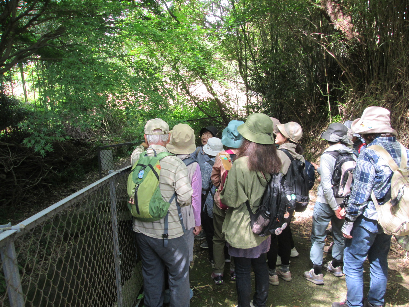 森林の中で帽子やリュックを身につけたハイキンググループが、橋のフェンス沿いで立ち止まり、講師の話を聞いている様子の写真