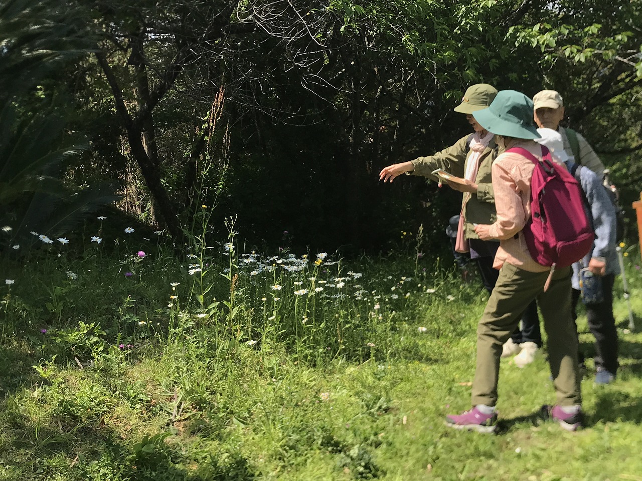 日差しの当たる木漏れ日の下、帽子をかぶった数人が道端に咲く白い花を観察している自然散策の様子の写真