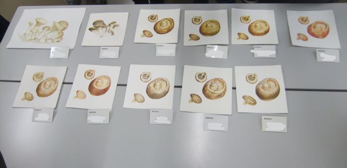 机の上に講座で描いた細密画のキノコの絵を11枚並べてある写真