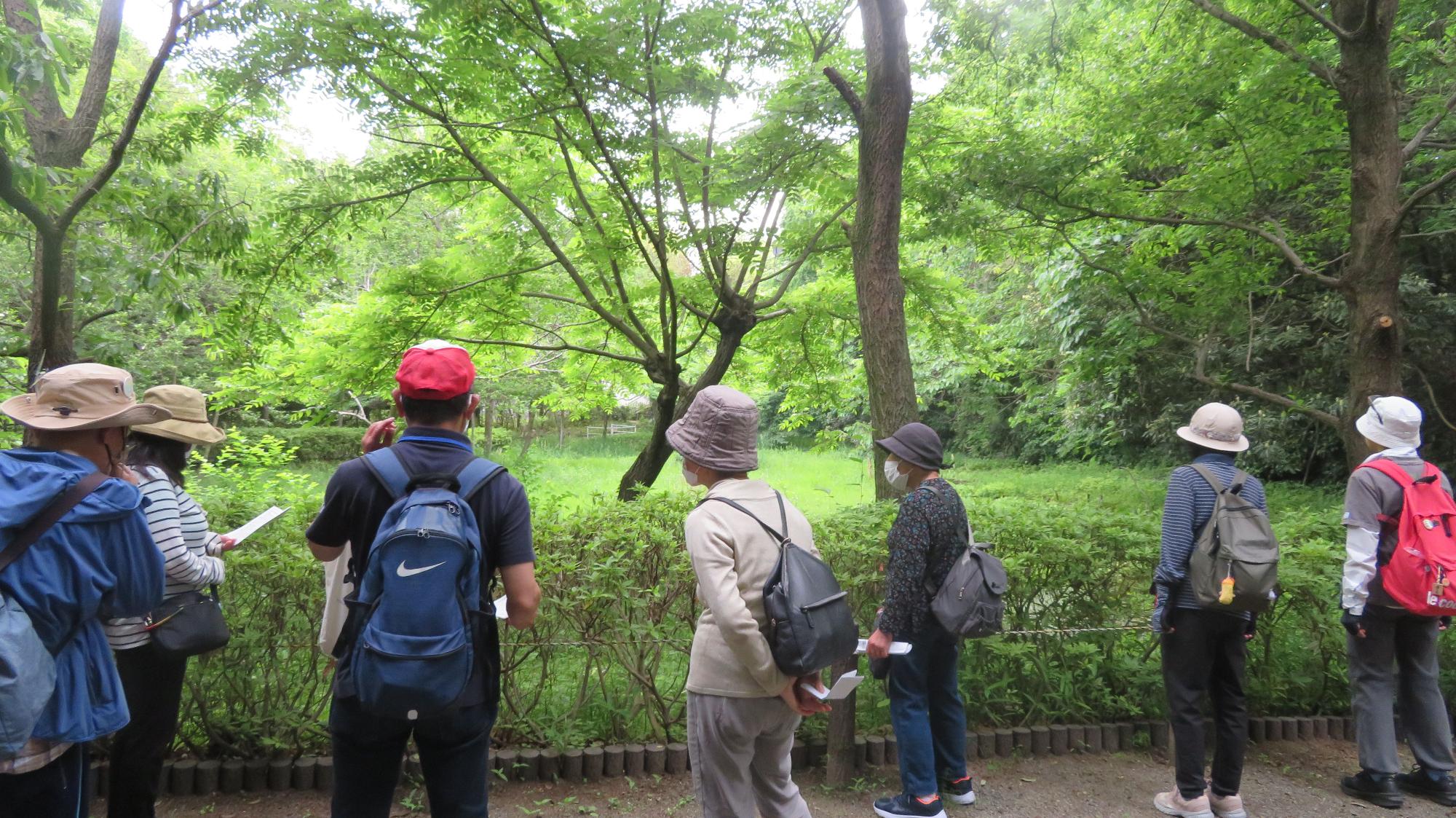 ハイキング中に複数の人々が、緑豊かな木々や草むらが生い茂る森の中で、男性ガイドの説明を熱心に聞いている様子の写真