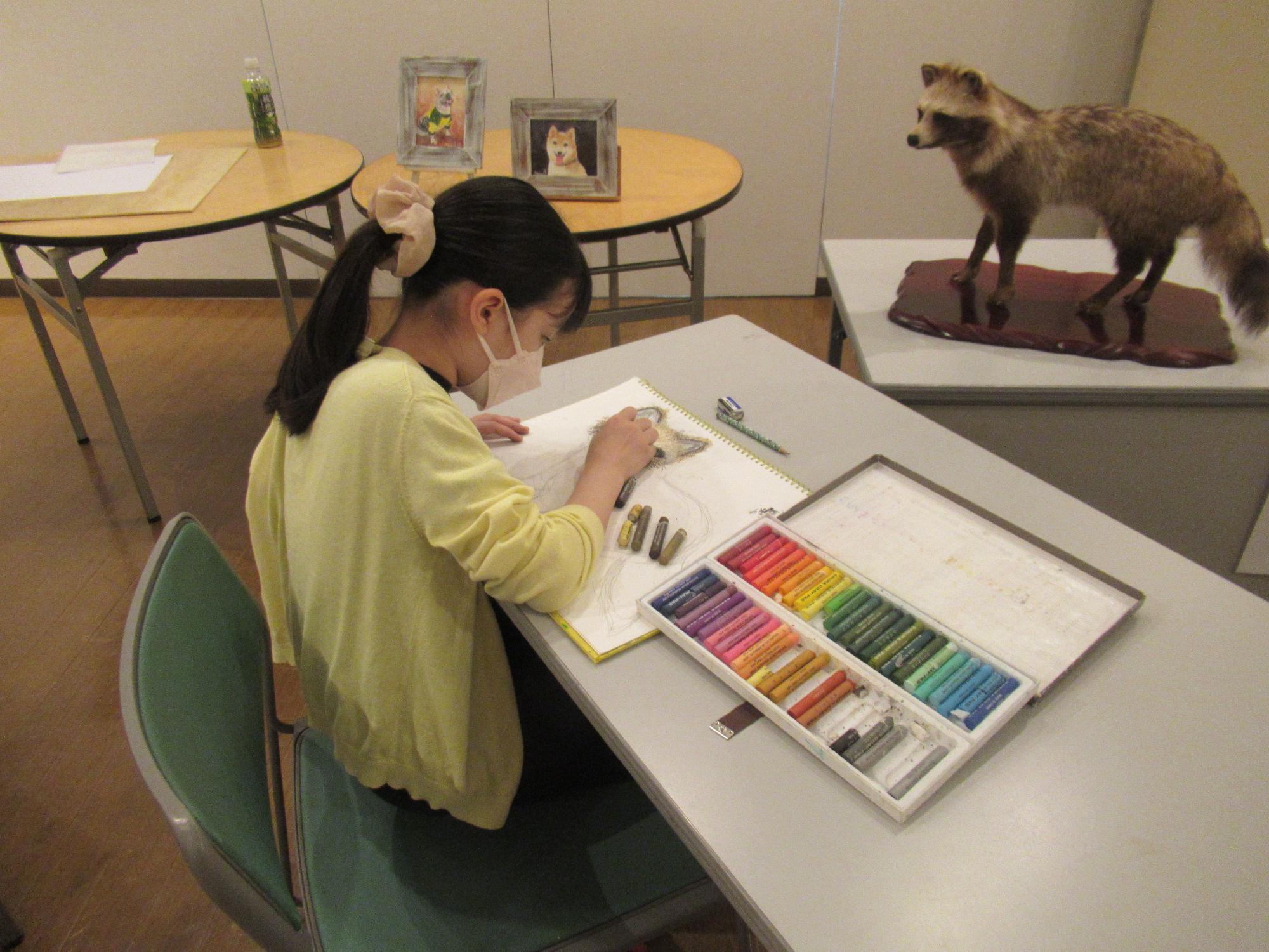 薄い黄色のカーディガンを着た女の子が机に向かい、目の前にあるタヌキの剥製を見ながら、クレヨンやパステルを使ってスケッチブックに動物の絵を描いている写真