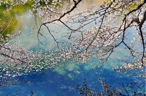 水面に写る深い青空と水の色が混ざり合い、水面に浮かぶ無数の桜の花びらが白い斑点のように見える、満開の桜の枝が水面を覆うように張り出している、写真の部で市展大賞を受賞した作品の写真