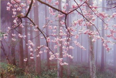 朝霧が立ち込める森の中で、ピンク色の花の枝が画面いっぱいに広がり、幻想的な雰囲気を醸し出す美しい写真の部で市展大賞を受賞した作品の写真