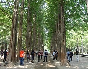 両側に背の高いメタセコイアの木が並び、上部の葉が空を覆ってトンネルのようになっている並木道を、数多くの観光客が散策している様子の写真