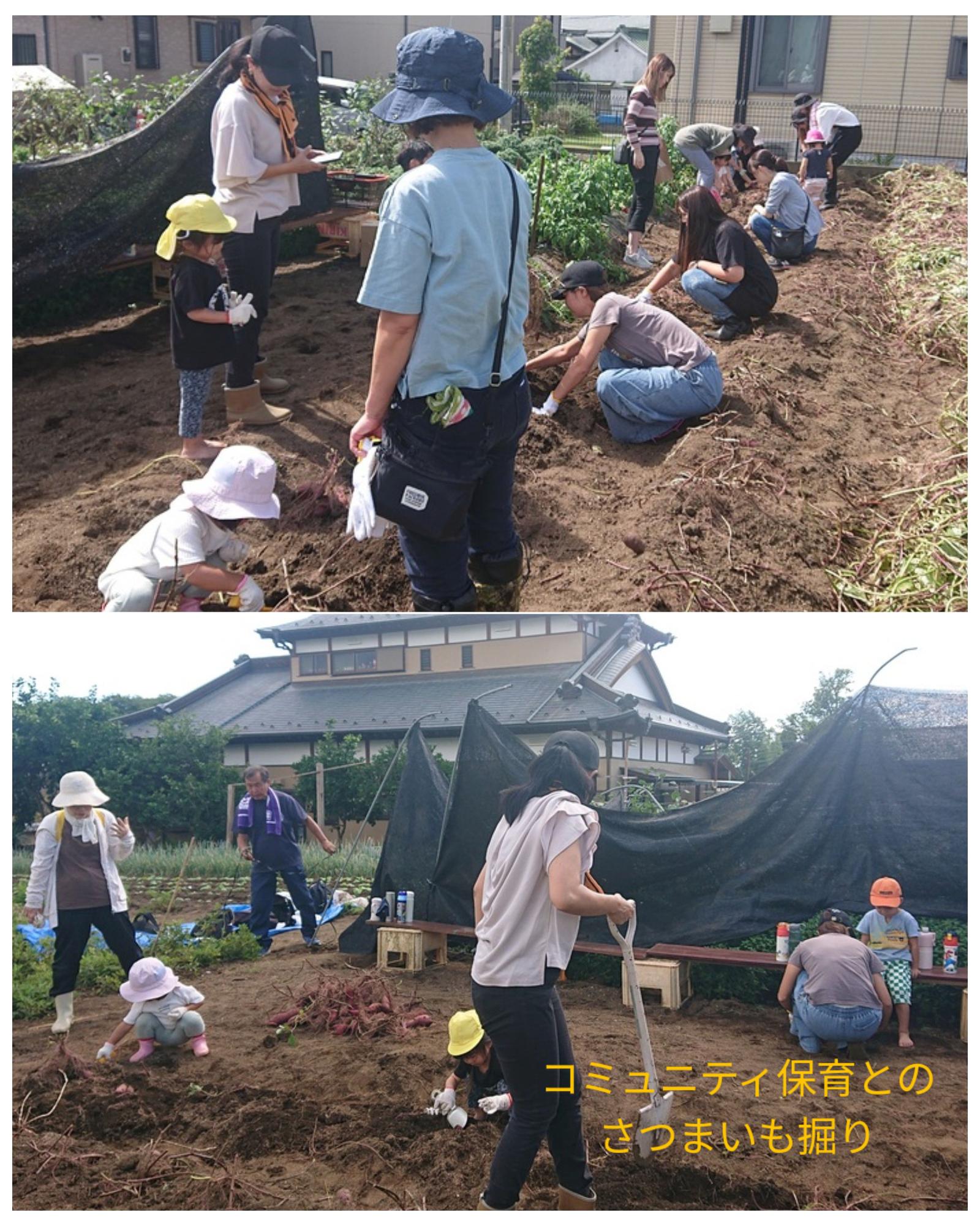 「コミュニティ保育とのさつまいも掘り」という文字が重ねられた、屋外の畑で大勢の大人と子供たちが畑で土まみれになりながら、シャベルを使ってサツマイモを掘り起こす作業に熱中している農業体験風景の様子が上下に並べられた2枚のコラージュ写真