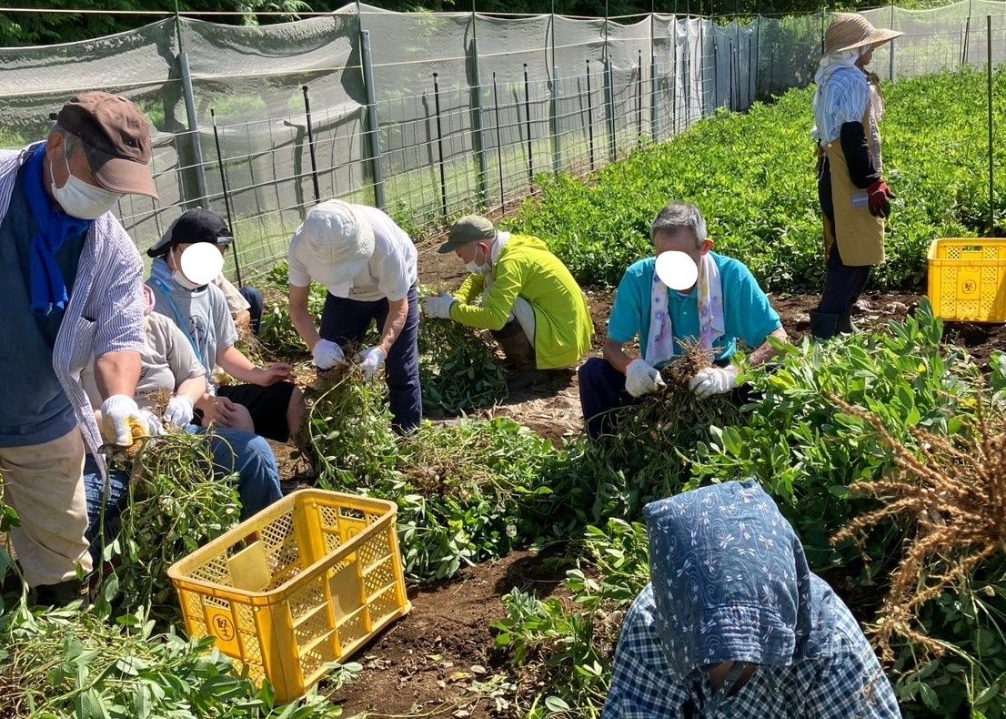 黄色いコンテナが置かれた畑で、帽子やマスクを着用した複数人の参加者が落花生の収穫を行っている様子の写真