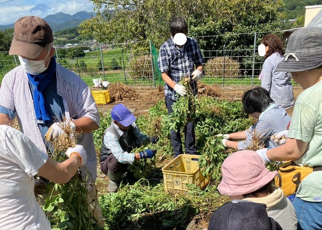 畑で帽子やマスクを着用した複数人の参加者が、手作業で落花生の収穫を行っている様子の写真