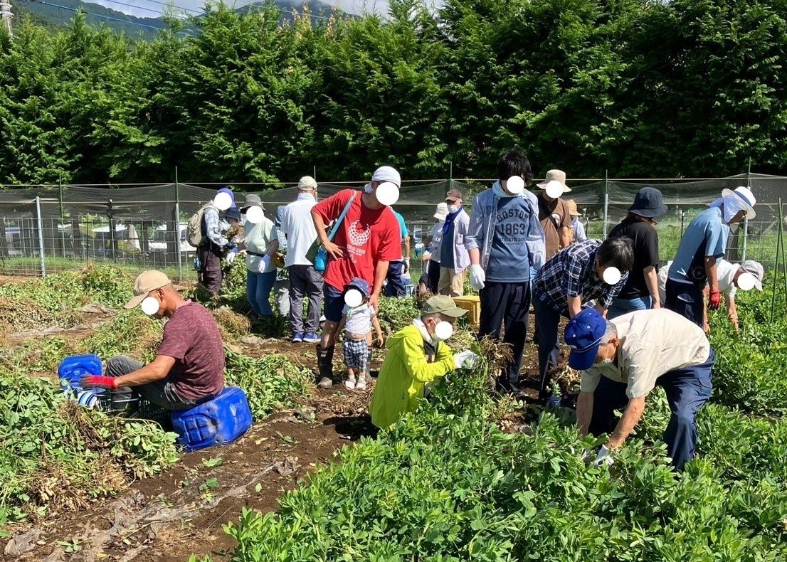 畑で帽子をかぶった多くの老若男女が、畝に沿ってしゃがみこみ、土から引き抜いた落花生の茎をまとめ、傍らに置かれた容器に入れている落花生の収穫をしている様子の写真