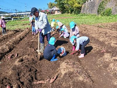 ひろはたこども園児童との芋ほりの様子