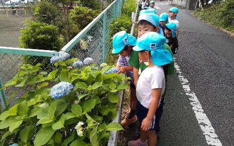 水色の帽子を被った5歳児が園の周りに咲いているアジサイを見たり触ったりしている写真