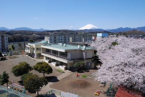 青空の下、満開の桜と校舎の向こうに雪を冠した富士山がそびえ立つ、春の日の園舎を写した写真