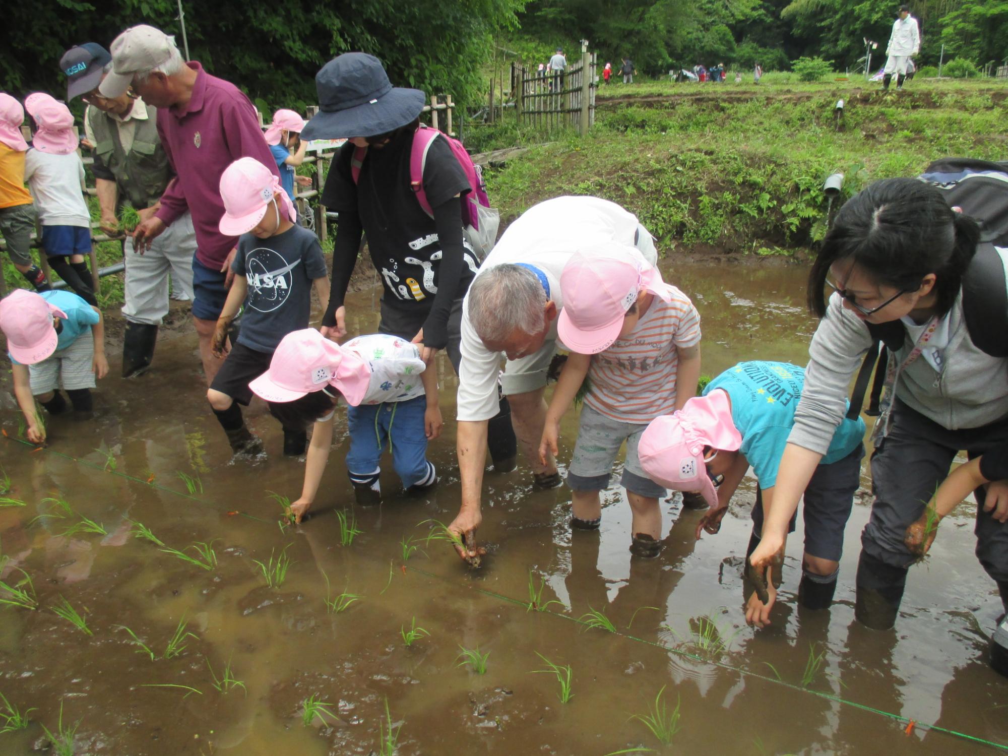 帽子をかぶった複数の子供と大人が、田んぼに入って泥だらけになりながら稲を植えている様子の写真