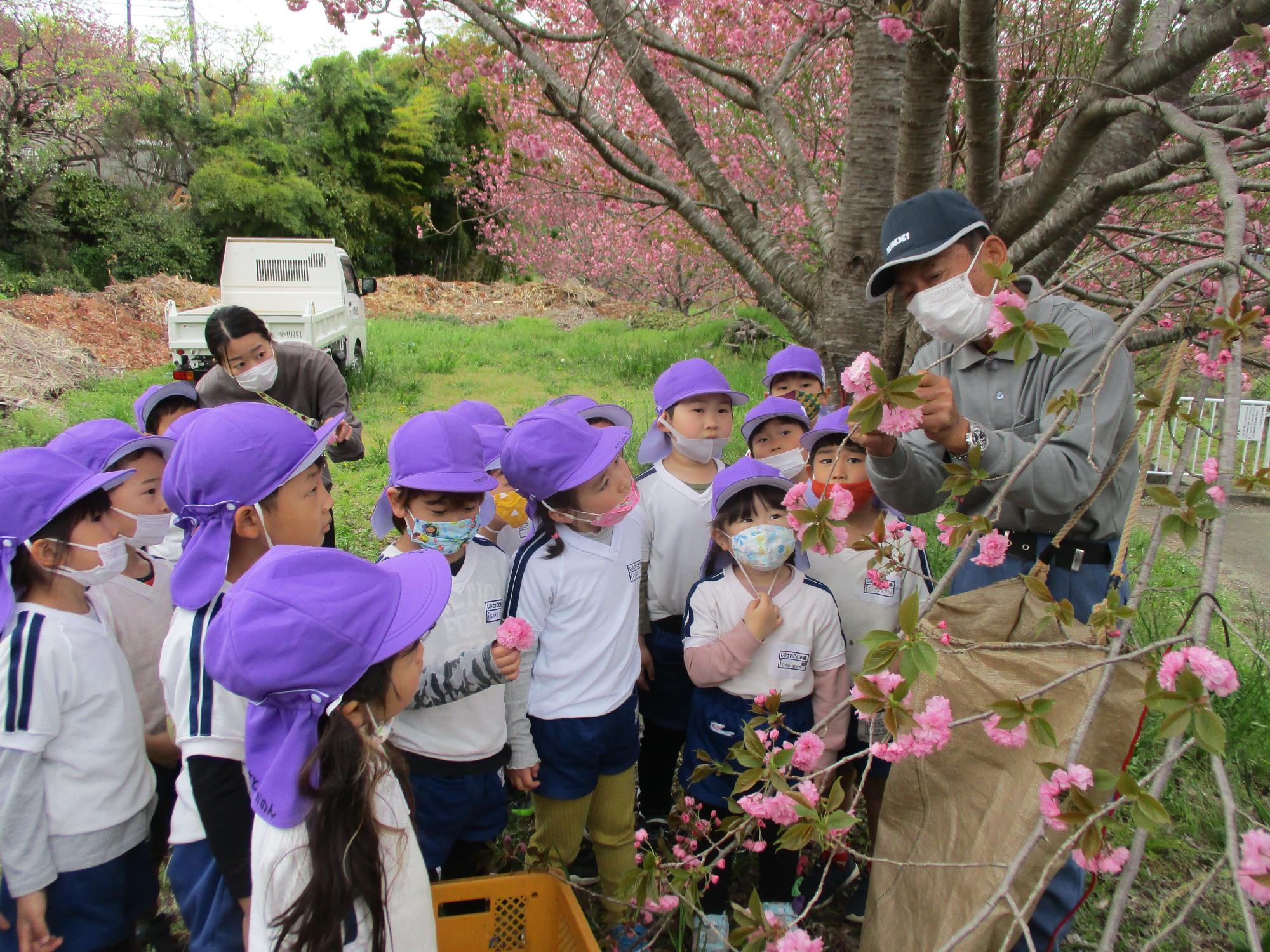 紫色の帽子をかぶったたくさんの子供たちが満開の桜の木の下に集まり、帽子をかぶった男性が子供たちに桜の花を見せながら説明している写真